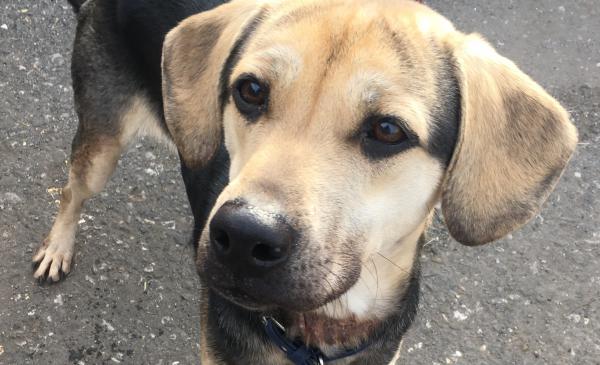 能ある鷹は爪を隠し中/オス/雑種