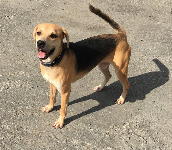 超人見知りですが仲良くなれたら楽しい/オス/雑種