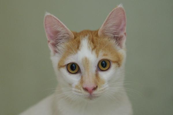 白茶の甘えんぼ男の子♪/オス/白茶