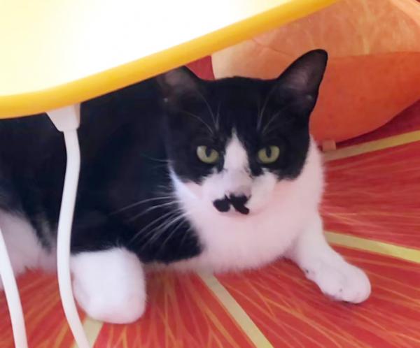 ﾋﾞｯｸﾘﾝ・ﾙﾈｯｻﾝｽ（オレンジルーム所属）/オス/黒白ブチ