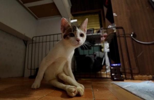 かわいい甘えんぼうな仔猫です♬/メス/三毛