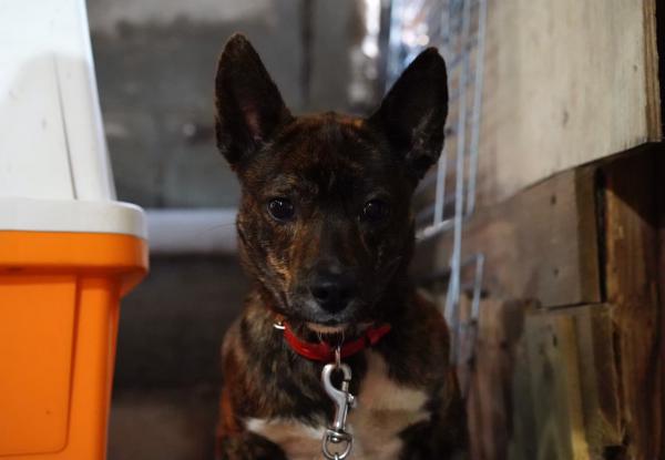 ケンタ/オス/雑種