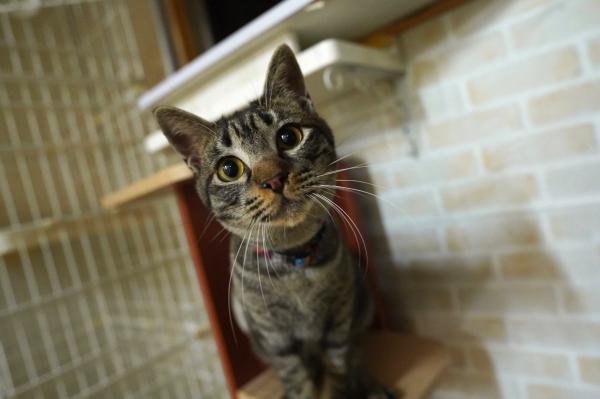 元気なかわいい男の子です♬/オス/キジ