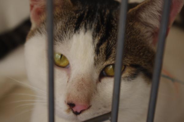 元気いっぱい/オス/白キジ