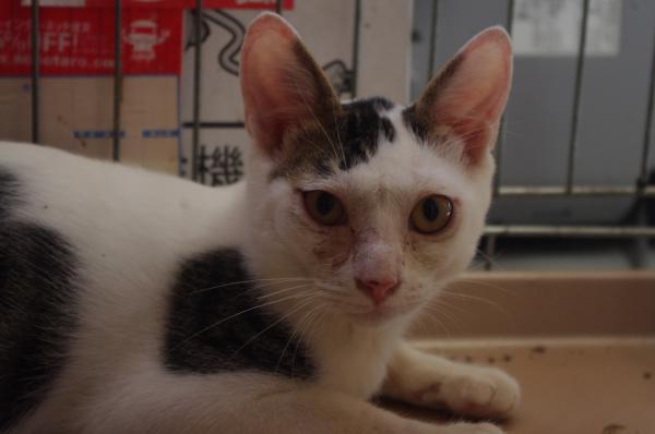 少し怖がりな男の子/オス/白キジ