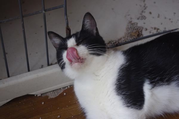 おとなしい女の子/メス/白黒