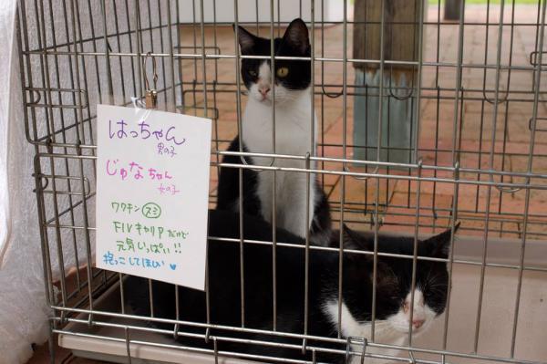 おとなしい男の子/オス/白黒