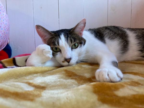 鳴き声がキュートな男の子♪/オス/白キジ