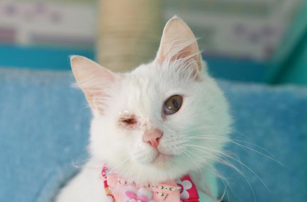 白鳥さらら(ラムネルーム所属)/メス/白猫