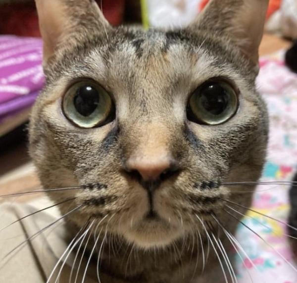 博多ハニ(バックヤード待機組)/メス/キジトラ