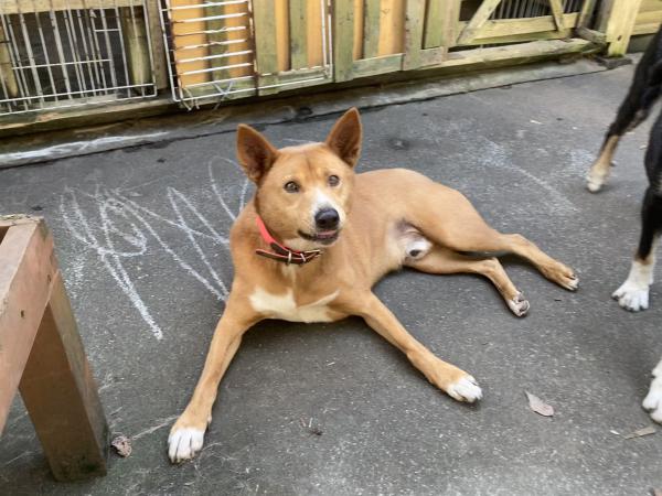 穏やかなイケメン♫/オス/中型MIX茶