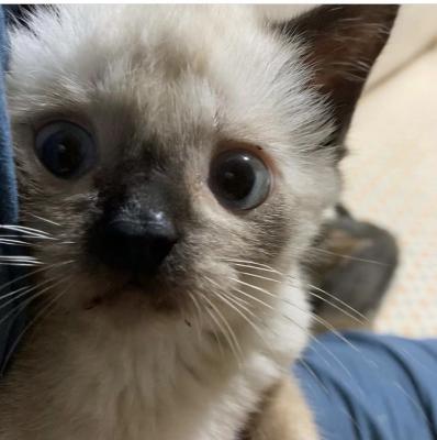 可愛らしいおとこのこ！/オス/雑種