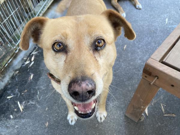 懐いた人にはハッピーガール♪/メス/雑種：15kg