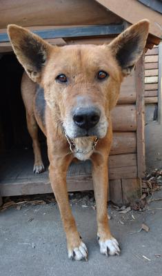 大きな体のびびりん坊/オス/雑種：20kg