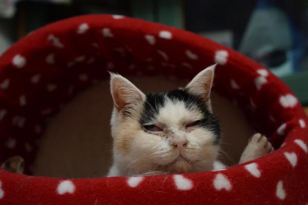 光ヶ丘しゅん（楽隠居所属）/メス/雑種：三毛