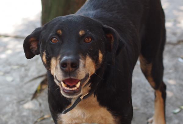 とても人見知りです/オス/雑種