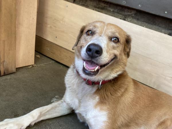 人見知りだけど実は甘えん坊さん♪/メス/雑種